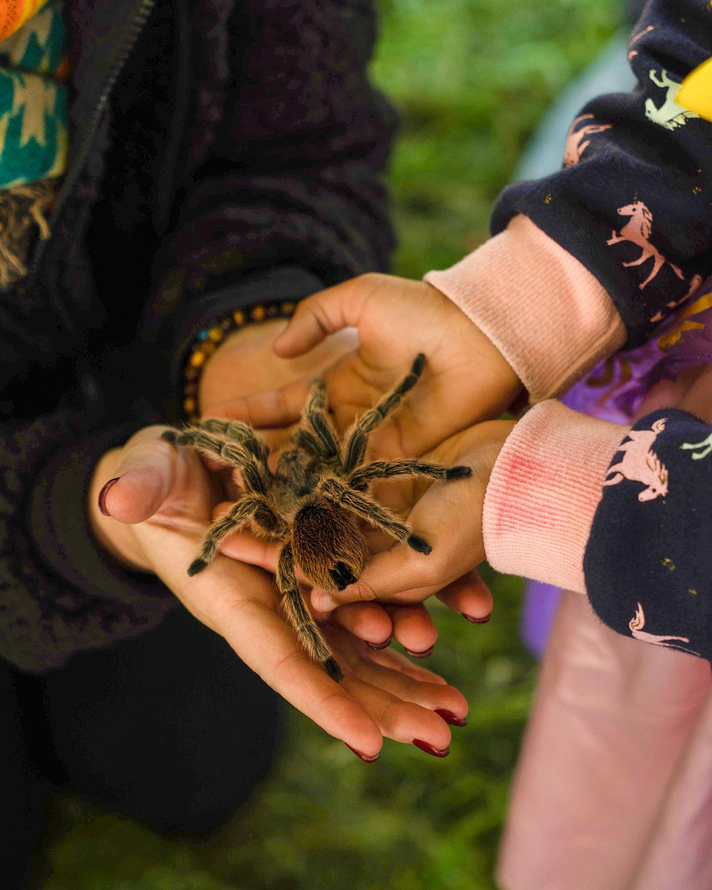 Tarantula Mating Season in the Tri-Valley, California