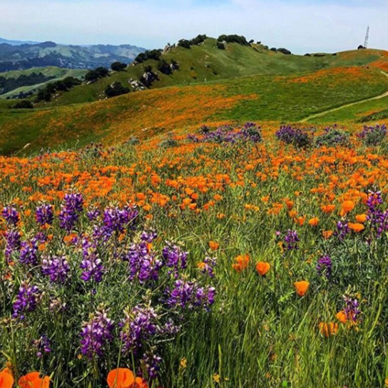 HillsandFliwers.jpg