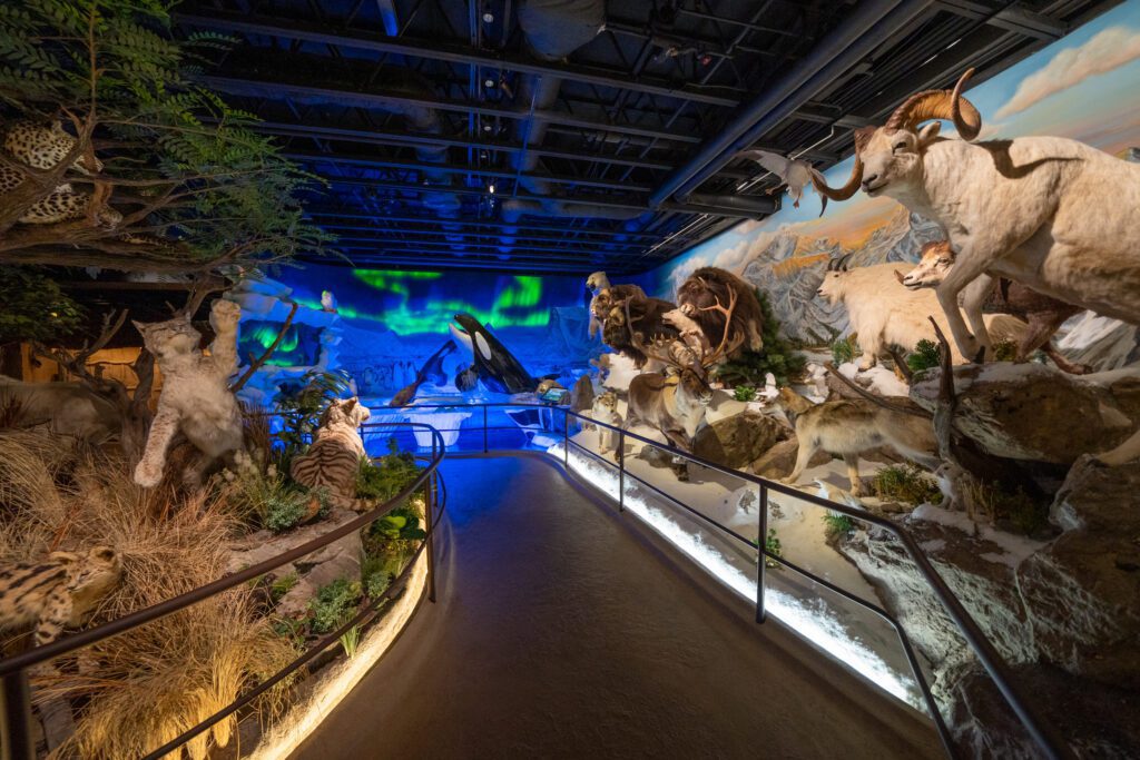 A walkway through a robust wildlife diorama featuring taxidermy animals and dramatic lighting inside the Blackhawk Museum in Danville.