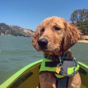 YesTriValleyDogs1