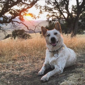 YesTriValleyDogs2
