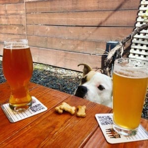 YesTriValleyDogs3