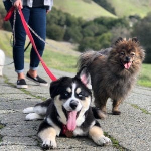 YesTriValleyDogs5