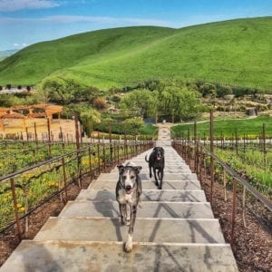YesTriValleyDogs6