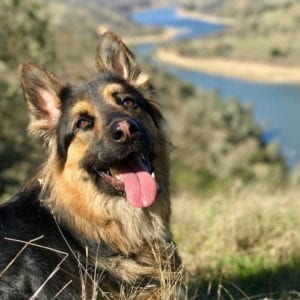 YesTriValleyDogs7