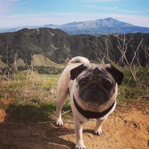 YesTriValleyDogs8
